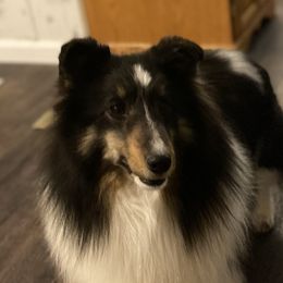 Bell - Shetland Sheepdog