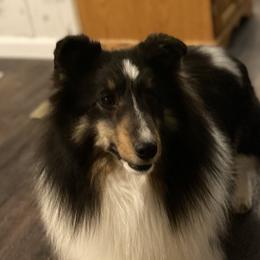 Bell - Shetland Sheepdog