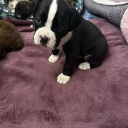 Girl 1 - Brindle female Boxer puppy in Fall River, Massachusetts from DaCosta’s Boxers