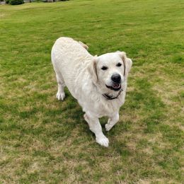 Zoey - Golden Retriever