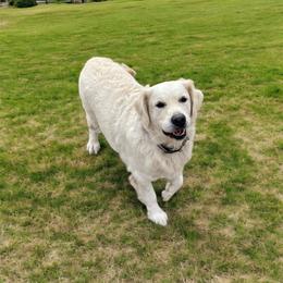 Zoey - Golden Retriever