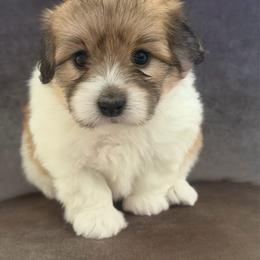 Pixie - Tri-color female Coton de Tulear puppy in Palm Desert, California from Cotoncutie