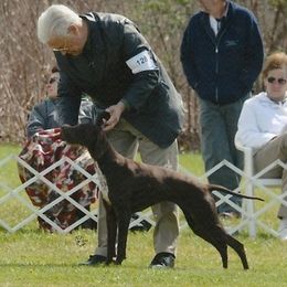 Pointer All Grown Up from Cumbrian Kennel. Henri and Nancy Tuthill