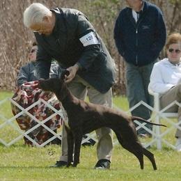 Pointer All Grown Up from Cumbrian Kennel. Henri and Nancy Tuthill