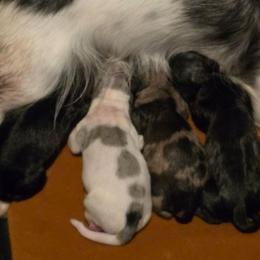 Black cream OR Shaded cream - Black and cream female Dachshund puppy in Port Charlotte, Florida from Vicki's Dachshund Crossing