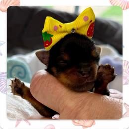 Delilah - Black and tan female Yorkshire Terrier puppy in Annandale, Virginia from Artisan Yorkies LLC