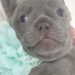 French Bulldogs from Naples Elite Frenchies