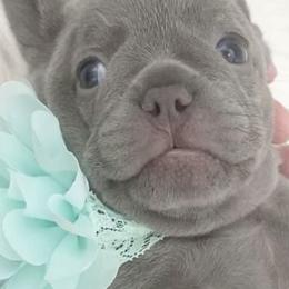 French Bulldogs from Naples Elite Frenchies