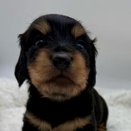 Puppy 1 - Black and tan female Dachshund puppy in Maurice, Louisiana from Hart Dachshunds