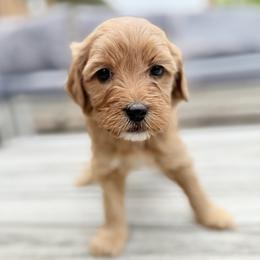 Nova (green colar) - Apricot female Goldendoodle puppy in Twin Falls, Idaho from Magic Valley Family Doodles