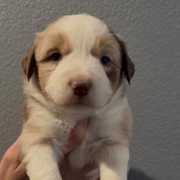 Sixes - Red merle male Miniature Australian Shepherd puppy in North Lakeport, California from Wild Rose Ranch