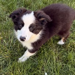 Burrito - Black tri male Miniature Australian Shepherd puppy in Frankenmuth, Michigan from Frankenmuth Mini Aussies