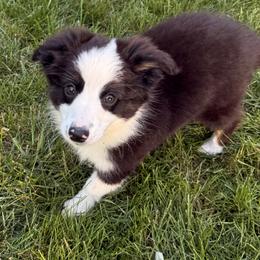 Burrito - Black tri male Miniature Australian Shepherd puppy in Frankenmuth, Michigan from Frankenmuth Mini Aussies