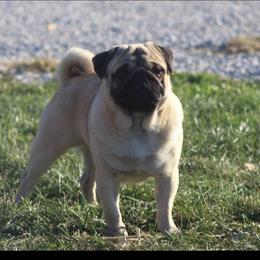 Dandy - Pug