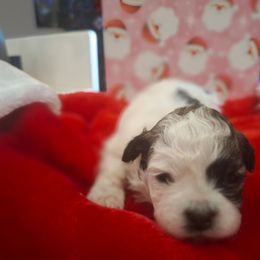 Girl 1 - Black and white female Shih Tzu puppy in Montrose, Colorado from Gnomies Furry Friends