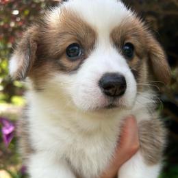 Kaya - Red female Pembroke Welsh Corgi puppy in Birmingham, Alabama from Delaney’s Corgis