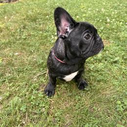 French Bulldog Puppies from King Fam Frenchies