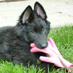 Belgian Sheepdog and French Bulldog Puppies from Wildmour
