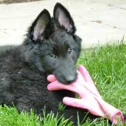Belgian Sheepdog and French Bulldog Puppies from Wildmour