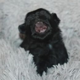 Shih Tzu Puppies from Gypsy Breeze Kennels