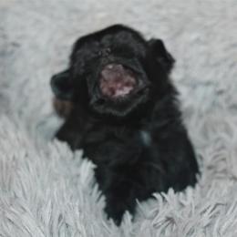 Shih Tzu Puppies from Gypsy Breeze Kennels