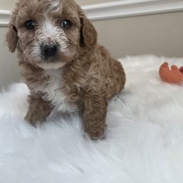 Maltese, Poodle, and Shih Tzu Puppies from Happy puppies