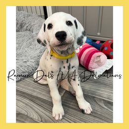 Dalmatian Puppies from Rainier DALS LUA Dalmatians of Washington