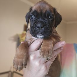 Goliath - Fawn male Boxer puppy in Piedmont, South Carolina from SmashBox Kennel