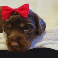 Dachshund Puppies from Short and Sassy Doxies