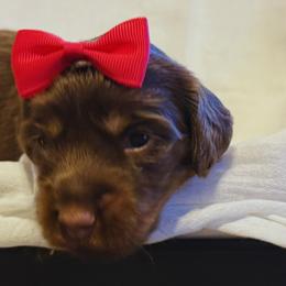 Dachshund Puppies from Short and Sassy Doxies