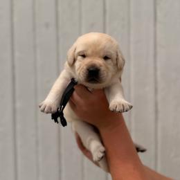 Black - Yellow male Labrador Retriever puppy in At Henry, Ohio from Hickory Creek Labs