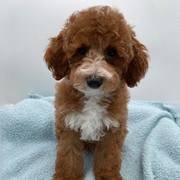 Buttons - Red  male Goldendoodle puppy in Kansas City, Kansas from Bella & Ivy’s Mini Goldendoodles of KC