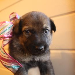 German Shepherd Puppies from Thornock Shepherds