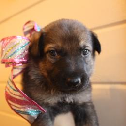 German Shepherd Puppies from Thornock Shepherds
