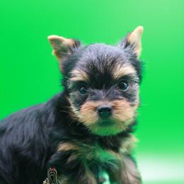 Yorkshire Terrier Puppies from Essence of Grace Yorkies