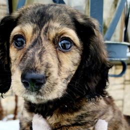 Rip - Dachshund