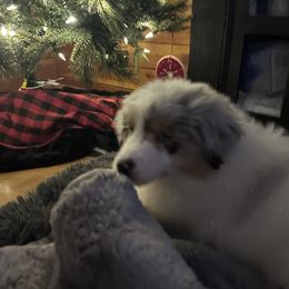 Australian Shepherd and German Shorthaired Pointer Puppies from Flynbee Farm
