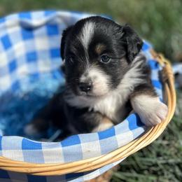 Darling - Black tri female Miniature American Shepherd puppy in Monroe, Utah from Shawnkara Australian Shepherds & Miniature American Shepherds