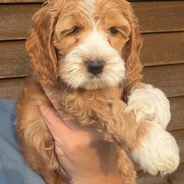 Uriel - Red and white male Cockapoo puppy in Holton, Indiana from MoonShine Babies