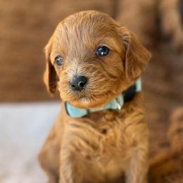 Ms. Maddison - Red female Cavapoo puppy in Sacramento, California from Dandy Doodles Goldendoodles