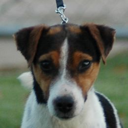 Gracie - Parson Russell Terrier