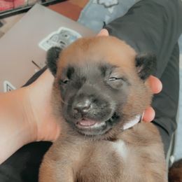 Belgian Malinois Puppies from Pyrex Kennels