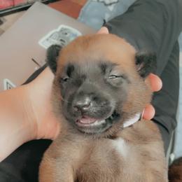 Belgian Malinois Puppies from Pyrex Kennels