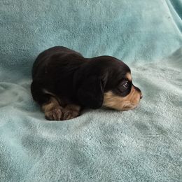 Girl 2 - female Dachshund puppy in Willcox, Arizona from Tootsie's Tiny Toes