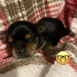 Leo - Black and tan male Yorkshire Terrier puppy in Taylorsville, North Carolina from Mountain Top Hot Tailz