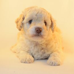 Labradoodle Puppies from Ocean View Labradoodles
