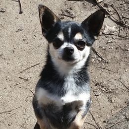Mojito - Chihuahua
