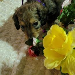 Dachshund Puppies from CLARK'S BREEDING PROGRAM