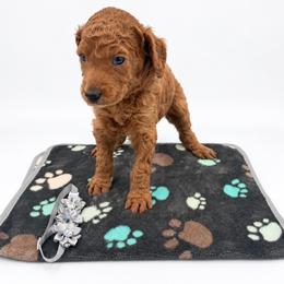 Hazel - Red  female Poodle puppy in Mount Vernon, Illinois from AMC Poodles