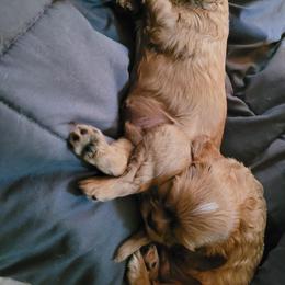 Cavalier King Charles Spaniel Puppies from Ashleigh Bishop